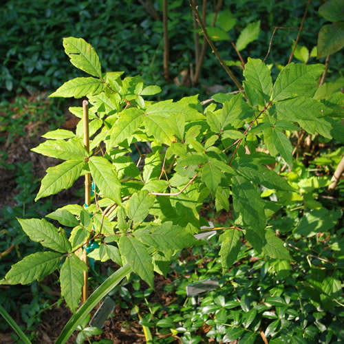 Acer triflorum